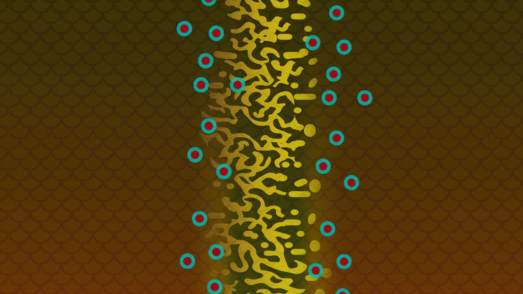Brook Trout