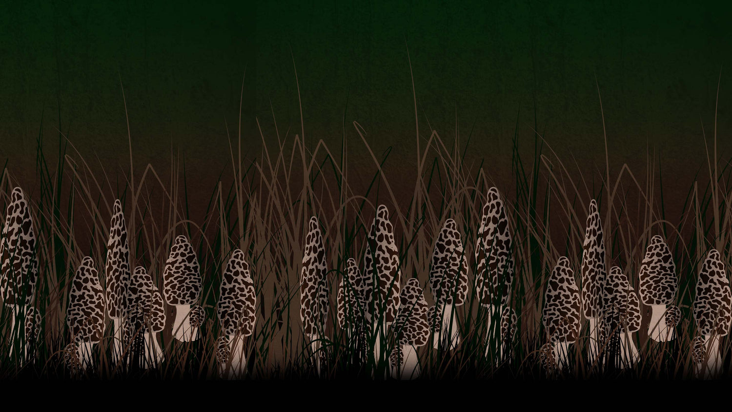 Morchella Morel Mushroom